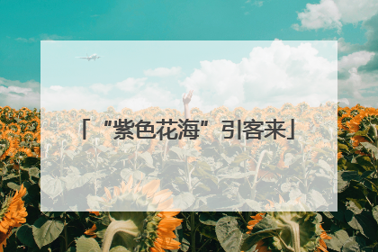 “紫色花海”引客来