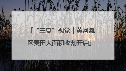 “三夏”视觉｜黄河滩区麦田大面积收割开启