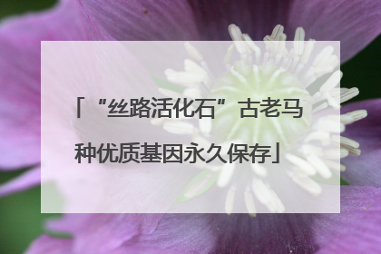 “丝路活化石”古老马种优质基因永久保存