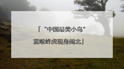 “中国最美小鸟”蓝喉蜂虎现身闽北