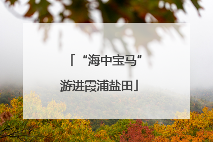 “海中宝马”游进霞浦盐田
