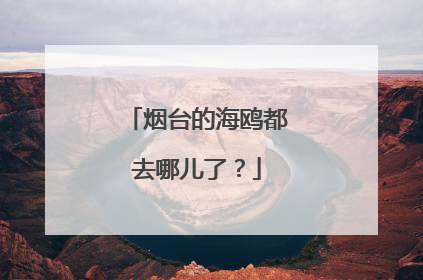 烟台的海鸥都去哪儿了？