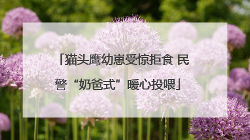 猫头鹰幼崽受惊拒食 民警“奶爸式”暖心投喂