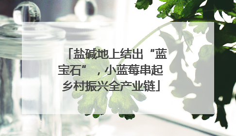 盐碱地上结出“蓝宝石”，小蓝莓串起乡村振兴全产业链