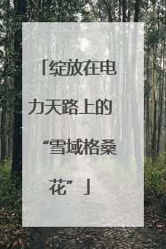 绽放在电力天路上的“雪域格桑花”