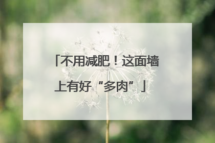 不用减肥！这面墙上有好“多肉”