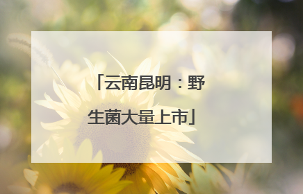 云南昆明：野生菌大量上市