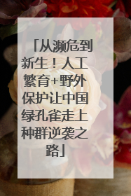 从濒危到新生！人工繁育+野外保护让中国绿孔雀走上种群逆袭之路
