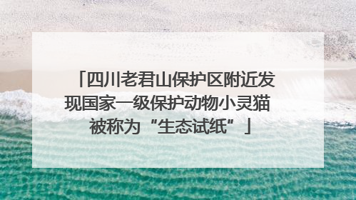 四川老君山保护区附近发现国家一级保护动物小灵猫 被称为“生态试纸”