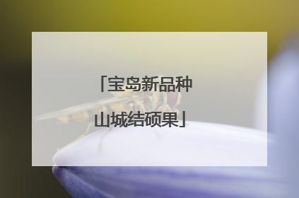宝岛新品种 山城结硕果
