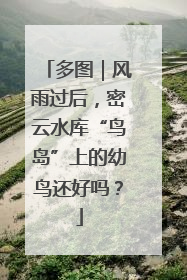多图｜风雨过后，密云水库“鸟岛”上的幼鸟还好吗？