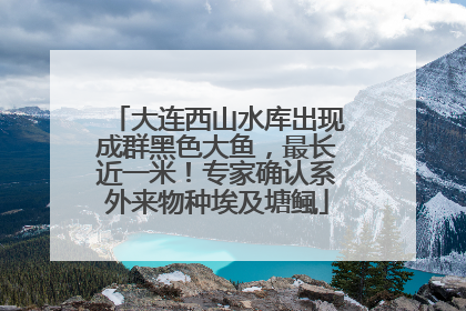 大连西山水库出现成群黑色大鱼，最长近一米！专家确认系外来物种埃及塘鲺