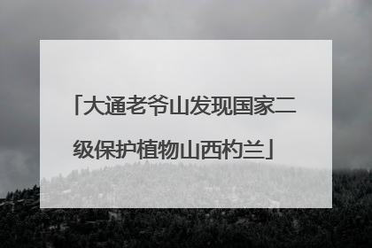 大通老爷山发现国家二级保护植物山西杓兰