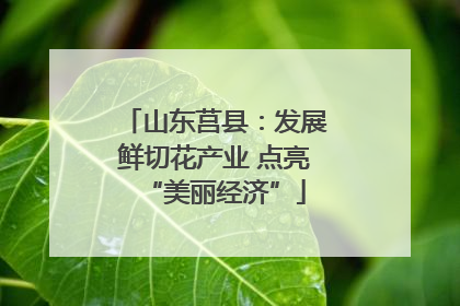 山东莒县：发展鲜切花产业 点亮“美丽经济”