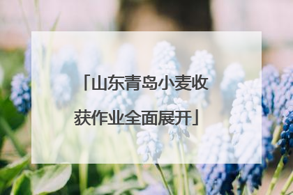 山东青岛小麦收获作业全面展开