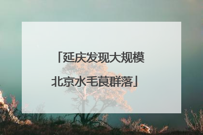 延庆发现大规模北京水毛茛群落