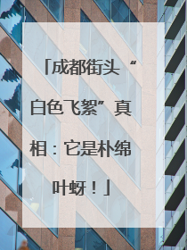 成都街头“白色飞絮”真相：它是朴绵叶蚜！