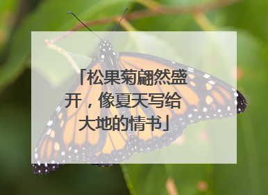 松果菊翩然盛开，像夏天写给大地的情书
