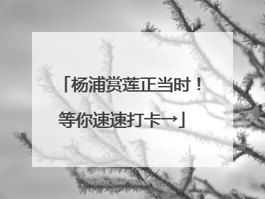 杨浦赏莲正当时！等你速速打卡→