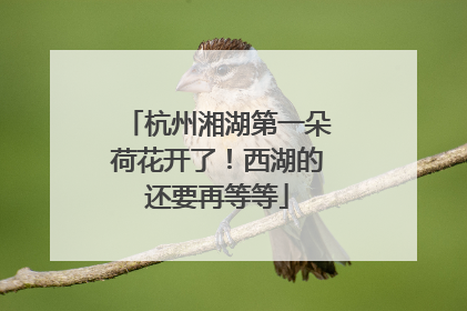 杭州湘湖第一朵荷花开了！西湖的还要再等等