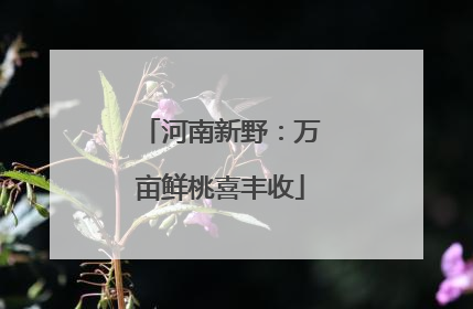 河南新野：万亩鲜桃喜丰收