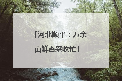 河北顺平：万余亩鲜杏采收忙