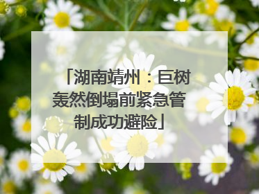 湖南靖州：巨树轰然倒塌前紧急管制成功避险