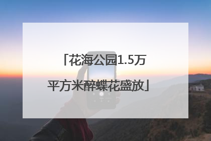 花海公园1.5万平方米醉蝶花盛放