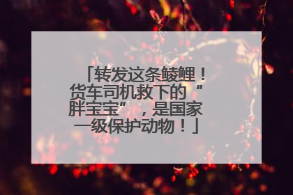 转发这条鲮鲤！货车司机救下的“胖宝宝”，是国家一级保护动物！