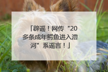 辟谣！网传“20多条成年鳄鱼进入澧河”系谣言！