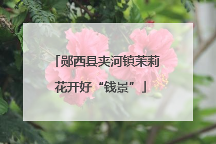 郧西县夹河镇茉莉花开好“钱景”