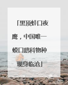 黑顶蛙口夜鹰，中国唯一蟆口鸱科物种现身临沧