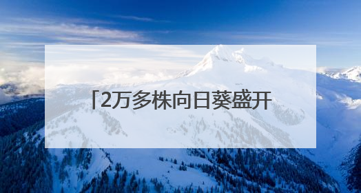 2万多株向日葵盛开，武生院打造全国最美毕业“背景墙”